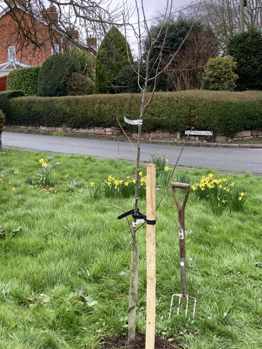 new tree earles lane