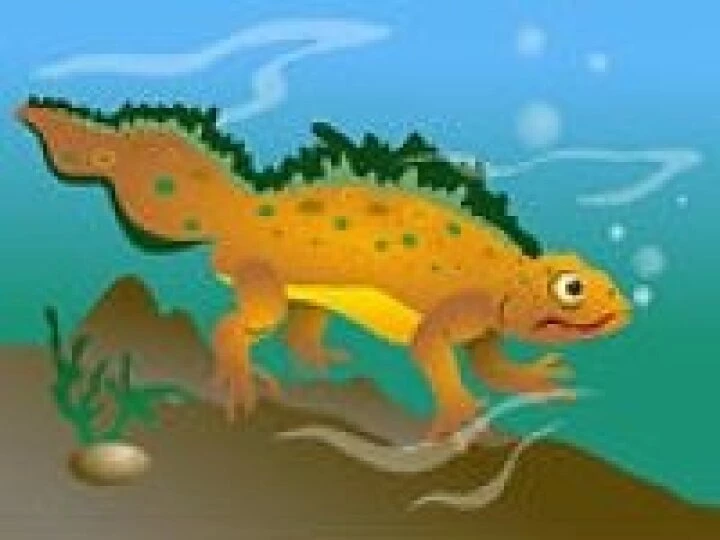 newt1