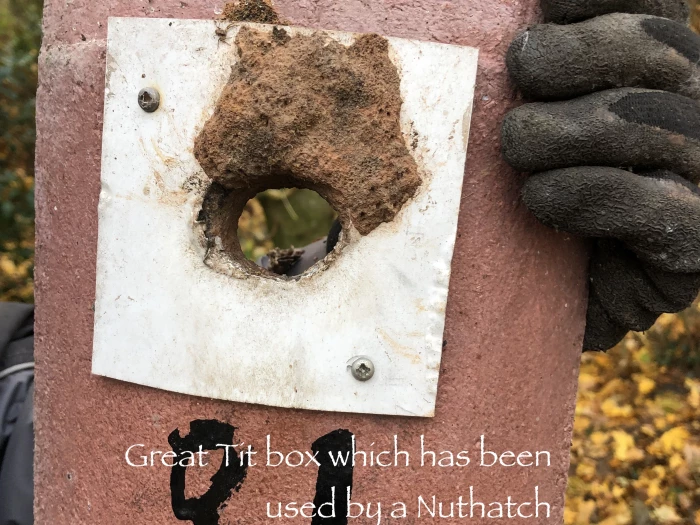 nuthatch using great tit box   outside   laura denny