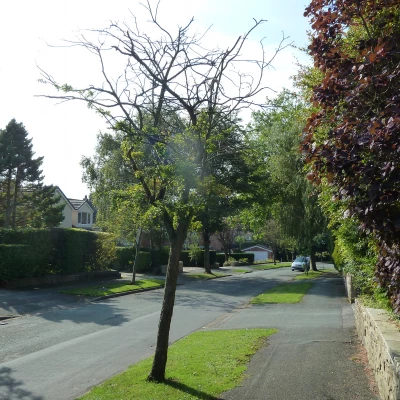 older tree in need of help on high tree dr
