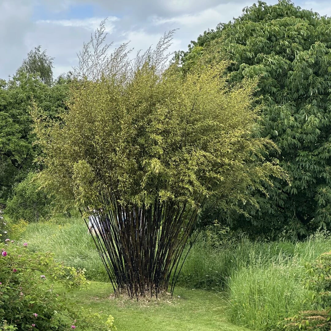 open garden 13