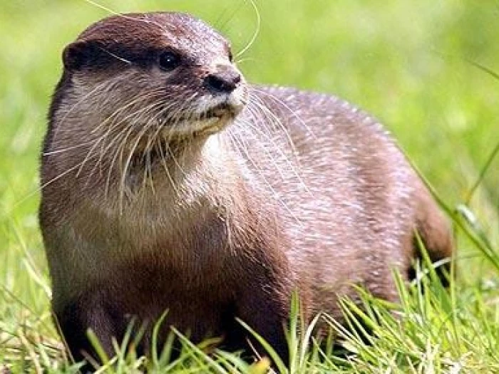 otter1205307c