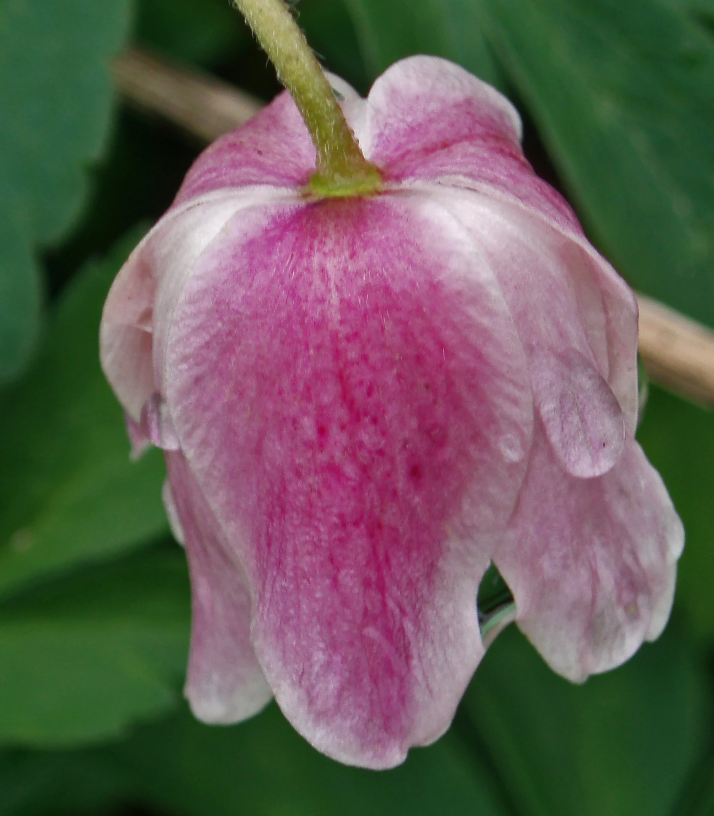 p7060794