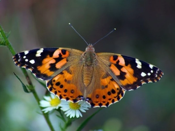 paintedladybutterfly1