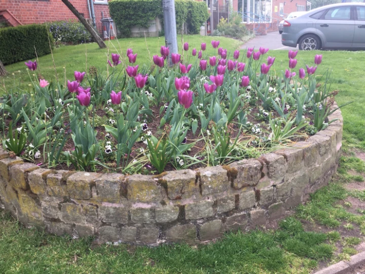 pansies