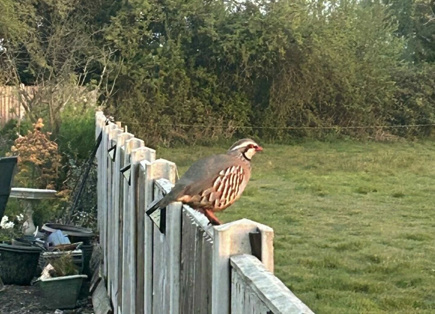 partridge