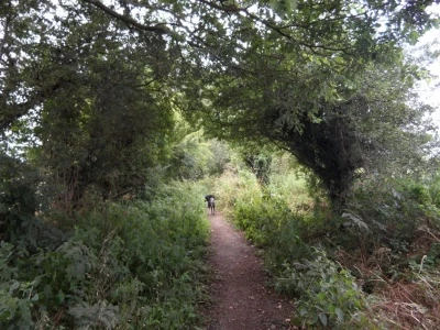 path and dogs1