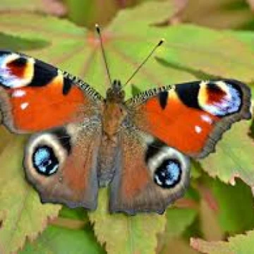 peacock
