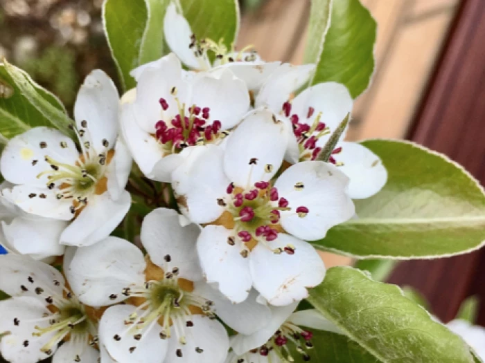 pear blossom