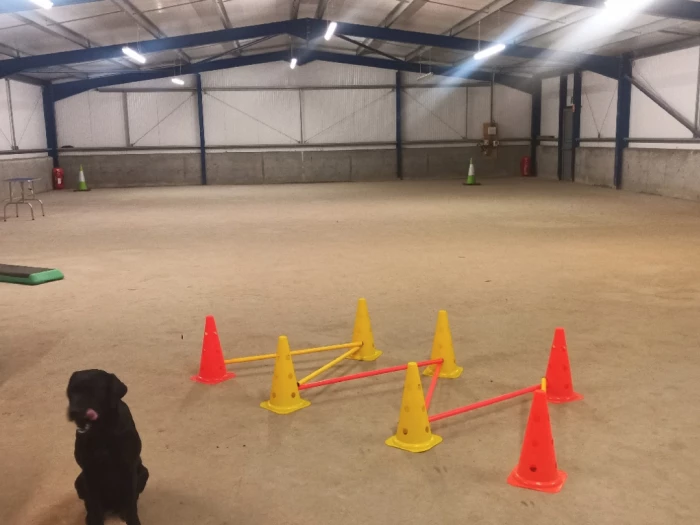 pearlwynd dog training