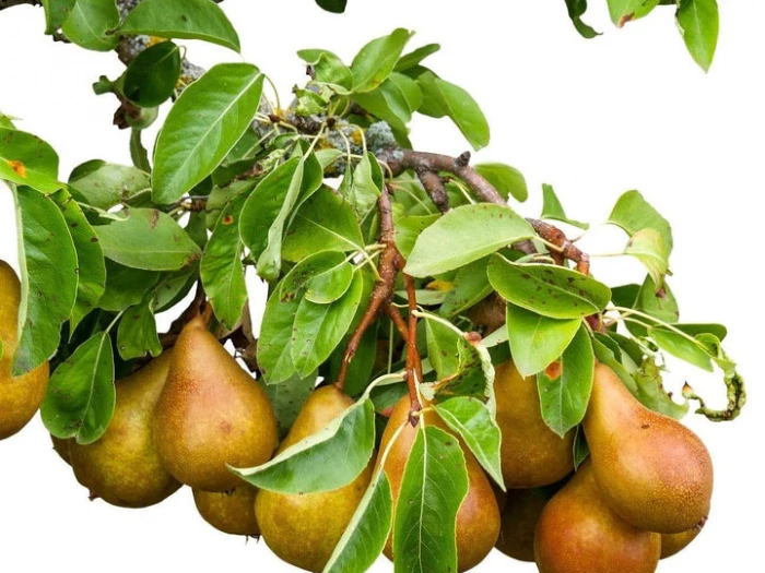pears