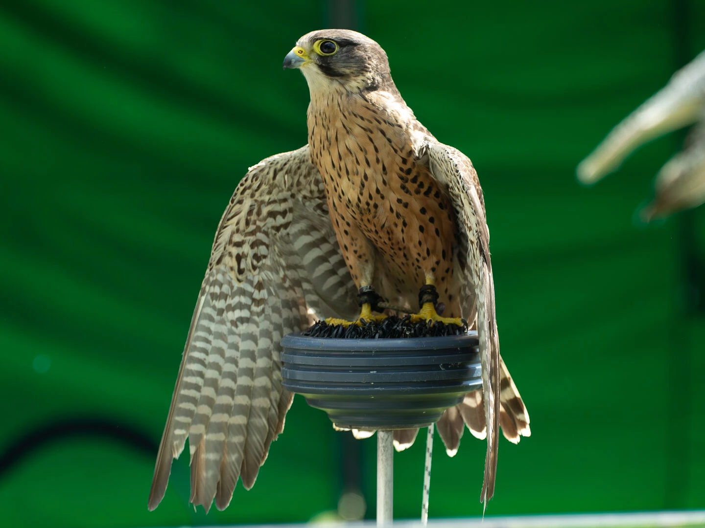 peregrine falcon
