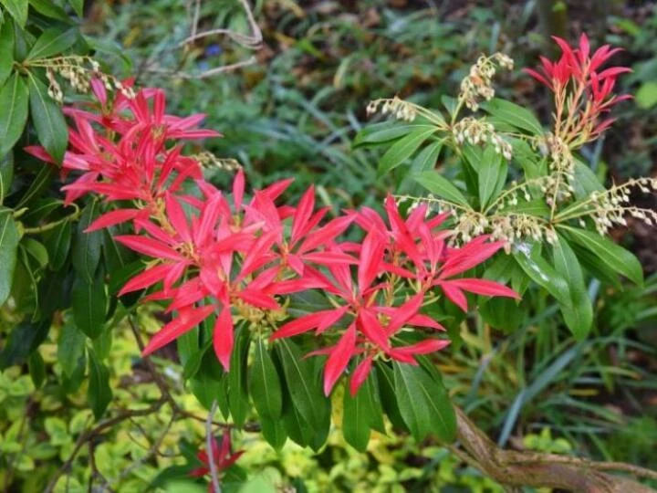 pierisformosaforrestii768x513