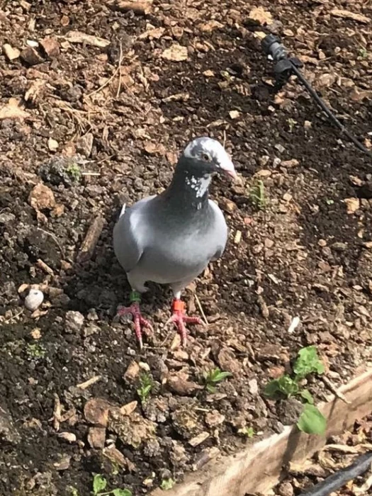 pigeon