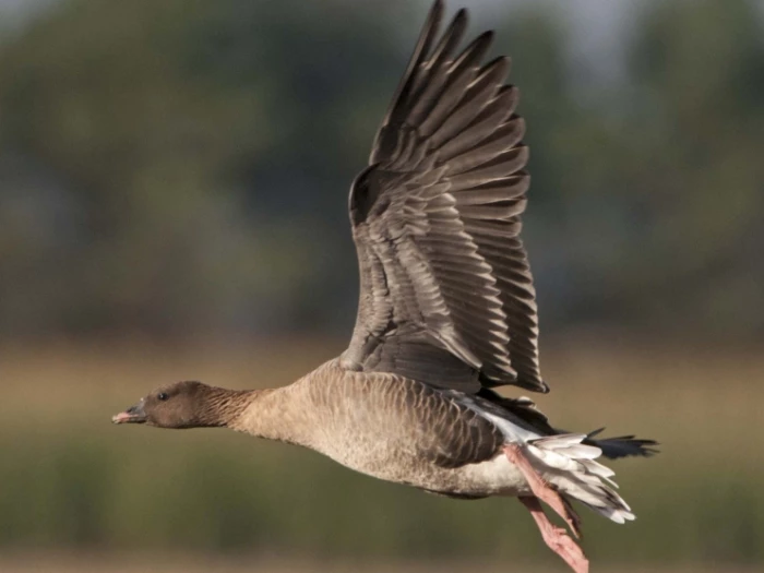 pinkfooted goose  david tipling 2020vision