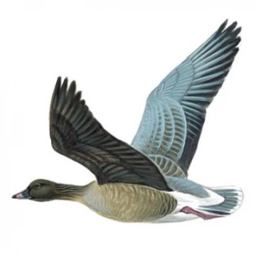 pinkfootedgooseinflight1200x675