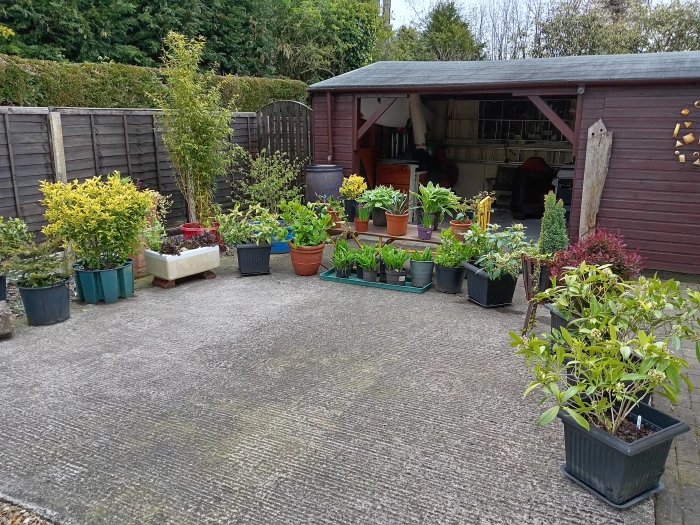 plant sale