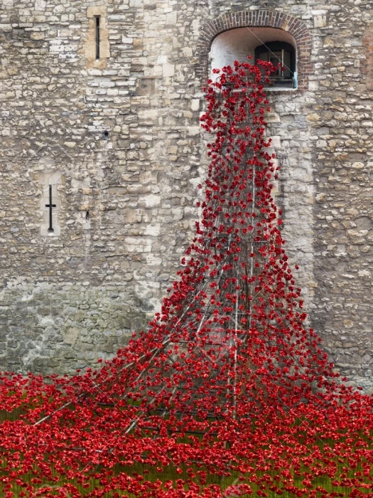 poppies at the tower of london