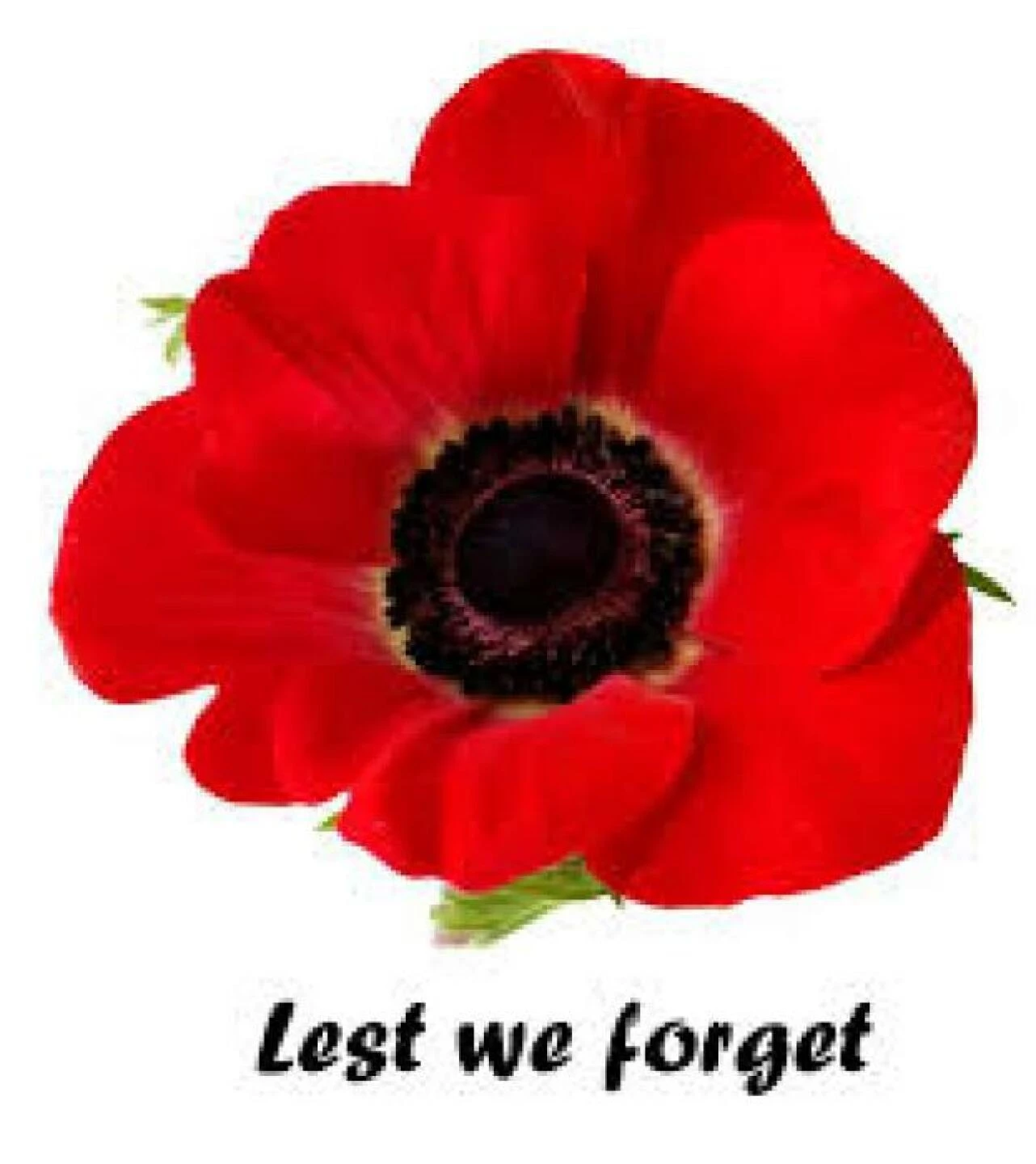 poppy