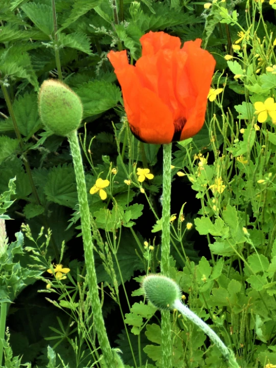 poppy