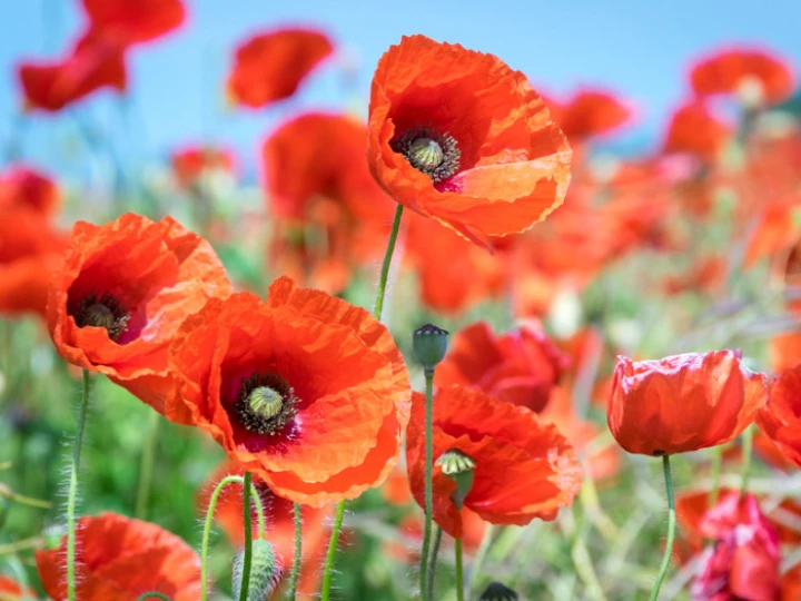poppy