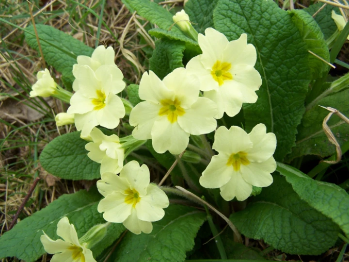 primrose