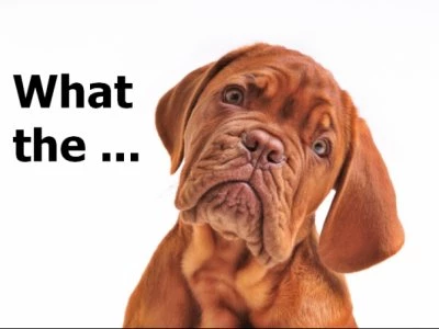 puzzled dog
