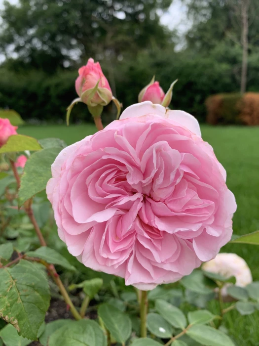 quotolivia rose austinquot