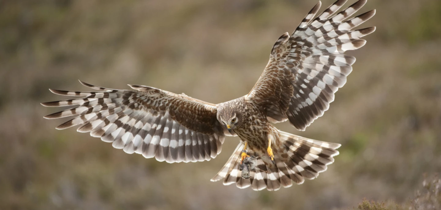 raptor