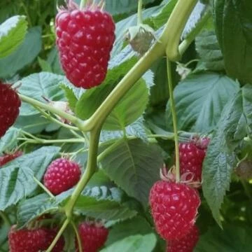 raspberries
