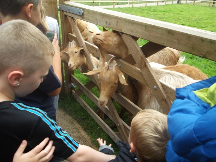 reaseheath visit feeding goats
