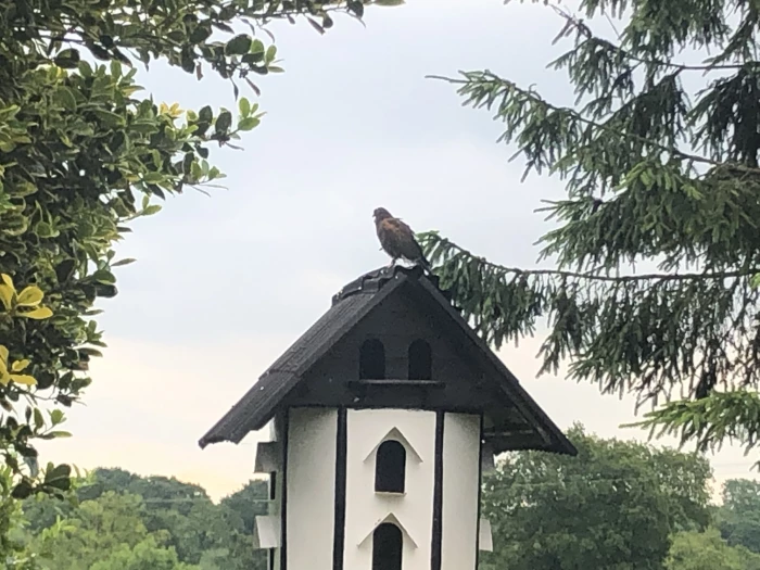 record 123 hawk
