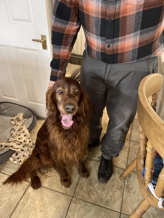 record 239 a red setter on the whitchurch road very ftiendly