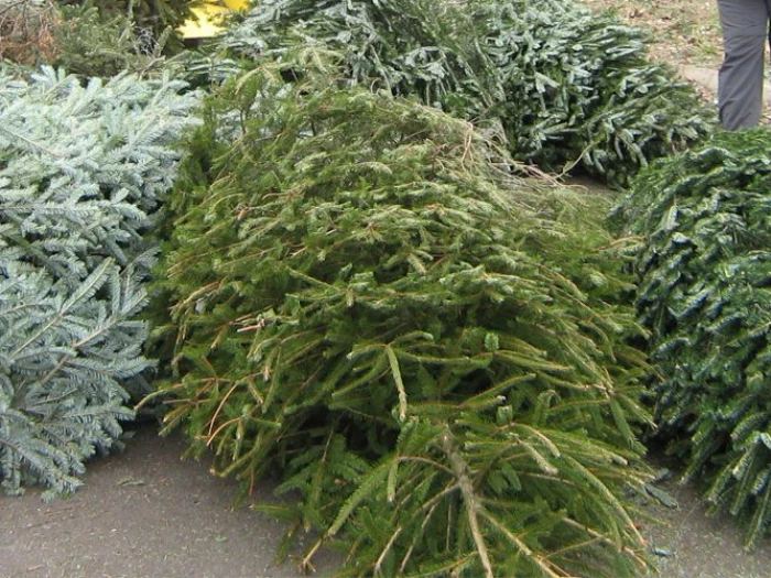 recycle-christmas-tree