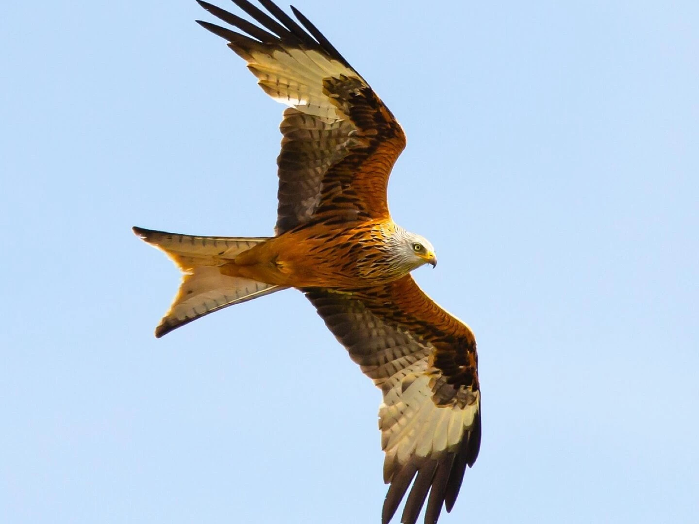 red kite in flight red kite raptor bird nature feather wing portrait plumage flying sky bill predator wildlife
