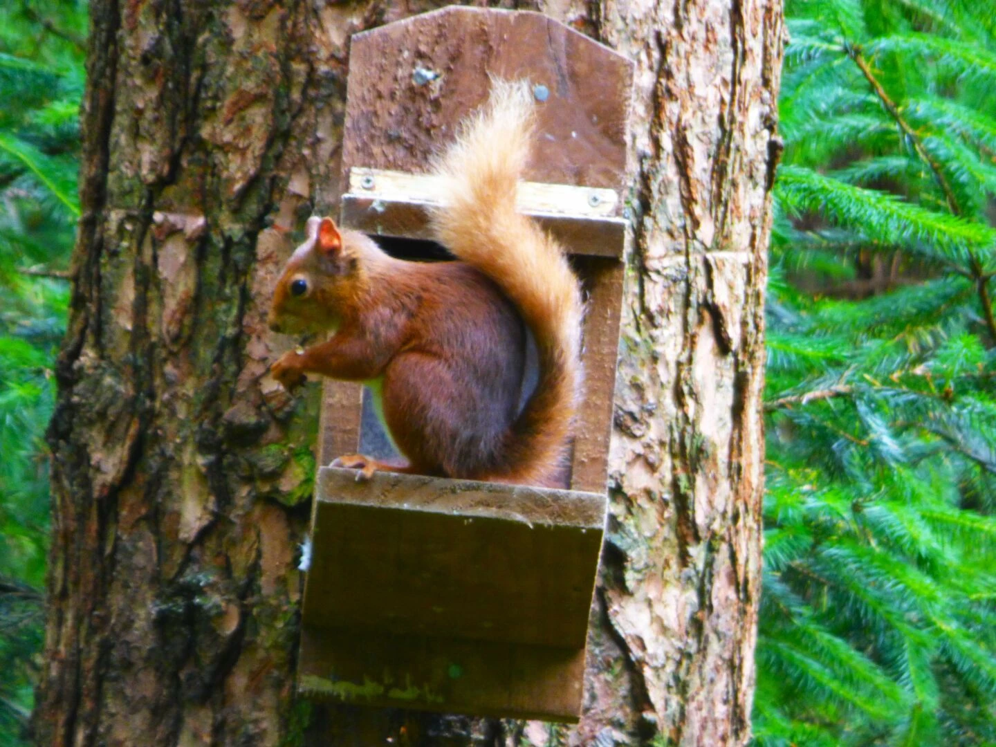 red squirrel