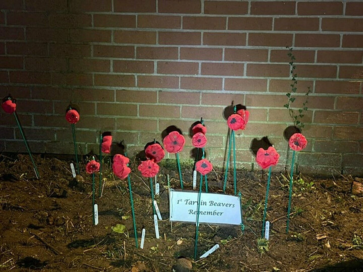 remembrance poppies at the scout hut x2