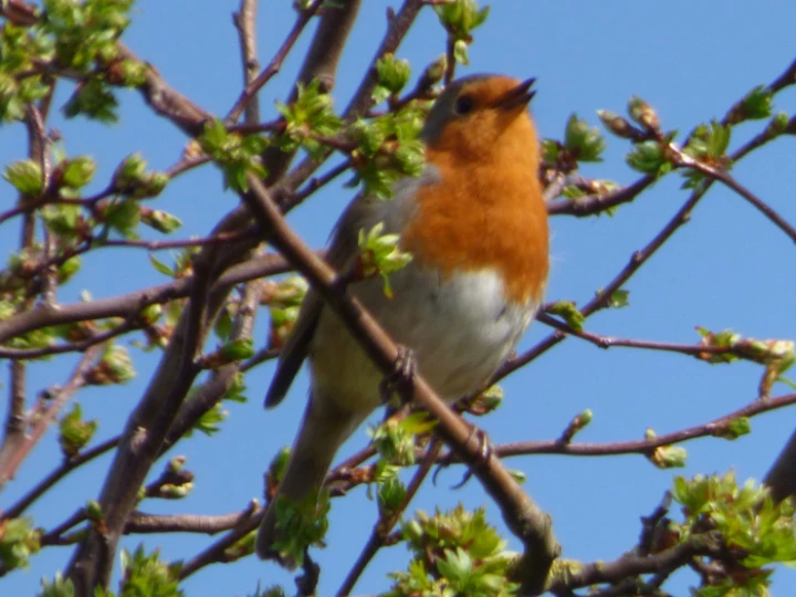 robin
