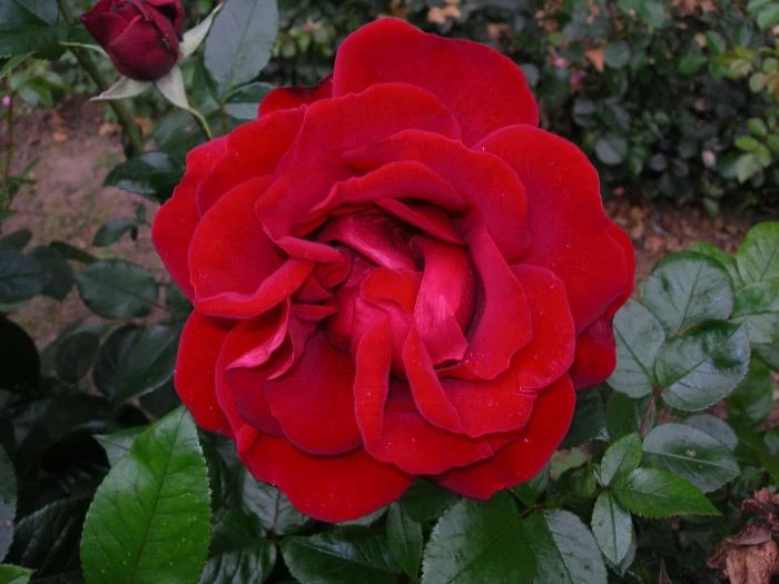 rose 2