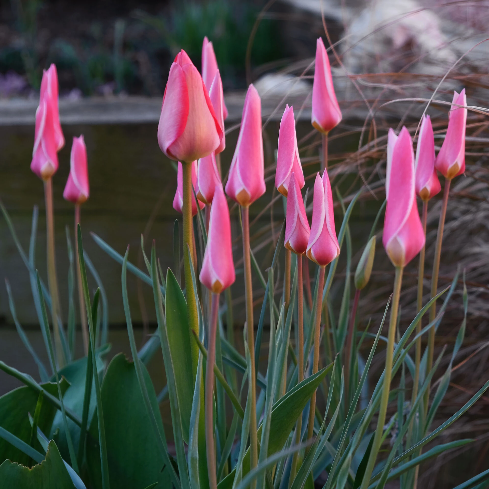 rr pink perfection f7033