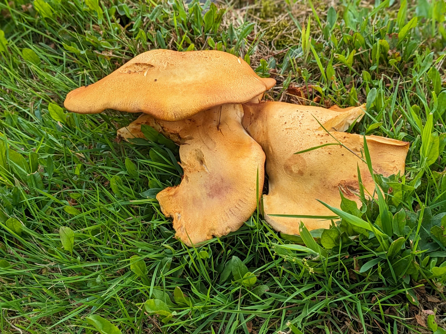 rrfield funguspxl20230807104830770portrait