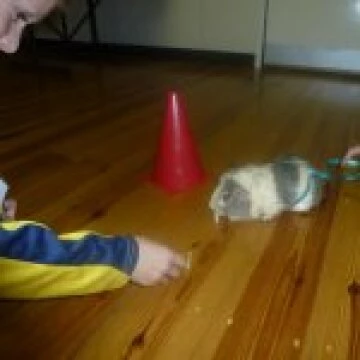 rspca3