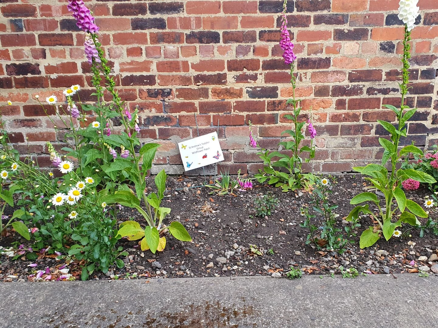 sam wildflower patch
