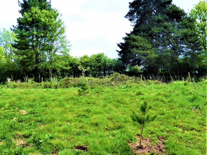 sapling 2