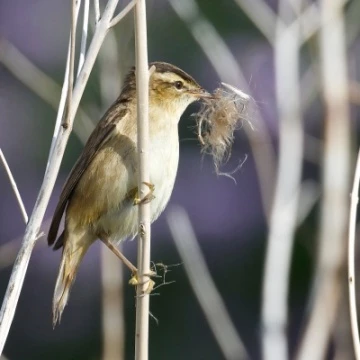 sedge