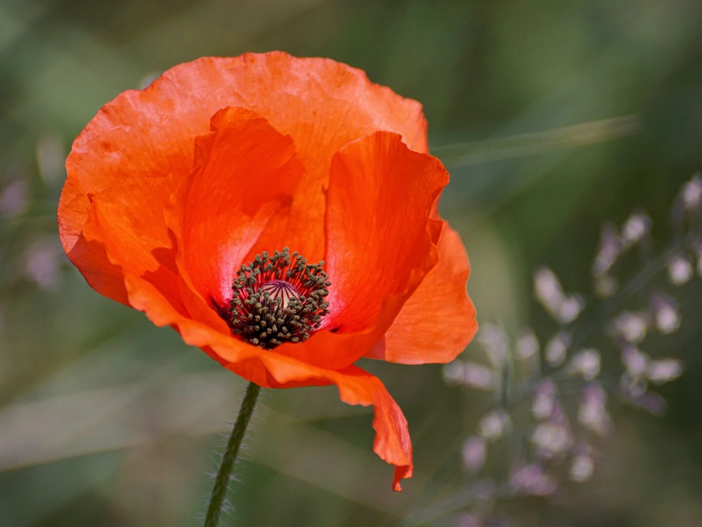 selective focus photography of orange petaled flower
