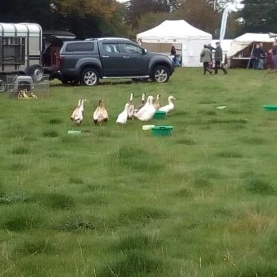 sheep fair 2019
