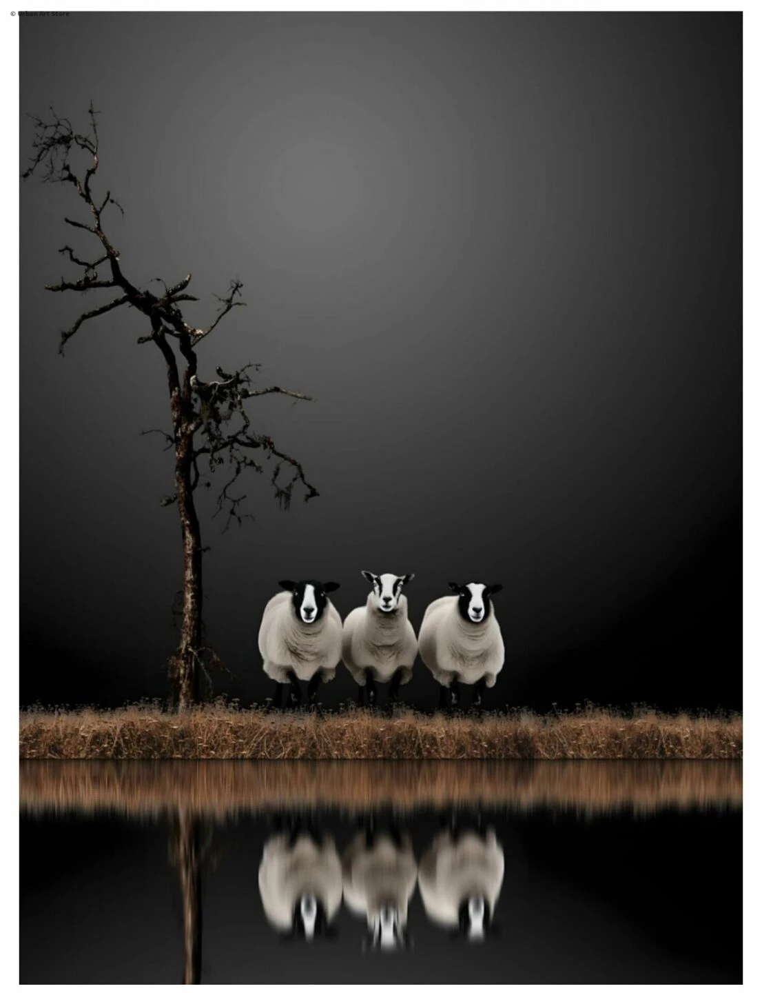 sheepdontlie