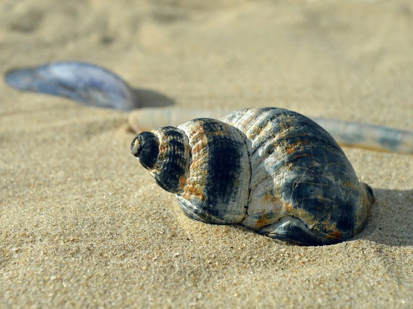 shellfish mollusc casing snail shell spiral shell spiral crustaceans sleeve beach nature maritime summer was standing vacation to travel texture aquatic animals coast shell hd background sea animals nature background