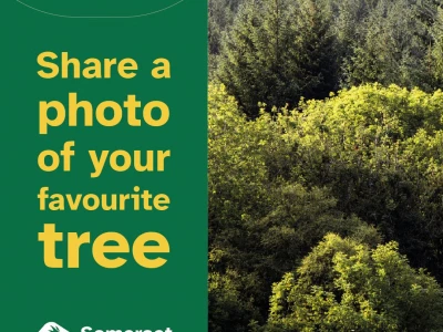 show us your trees